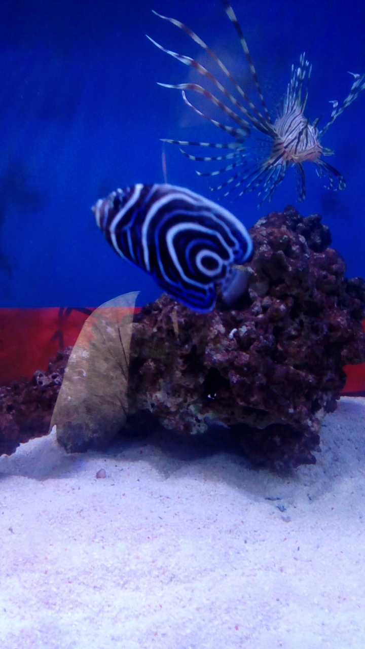 獅子魚簡單飼養  內含馴餌方法