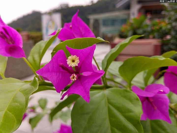 (第71批圖) LG G4 &G5&V10 日夜拍研究團 精選作品2016.9.9