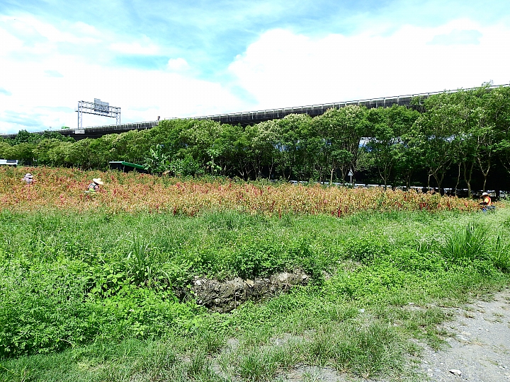 山地門感受點點幸福小確幸：紅藜蔥油餅，也帶您旅遊整個山地門、霧台。