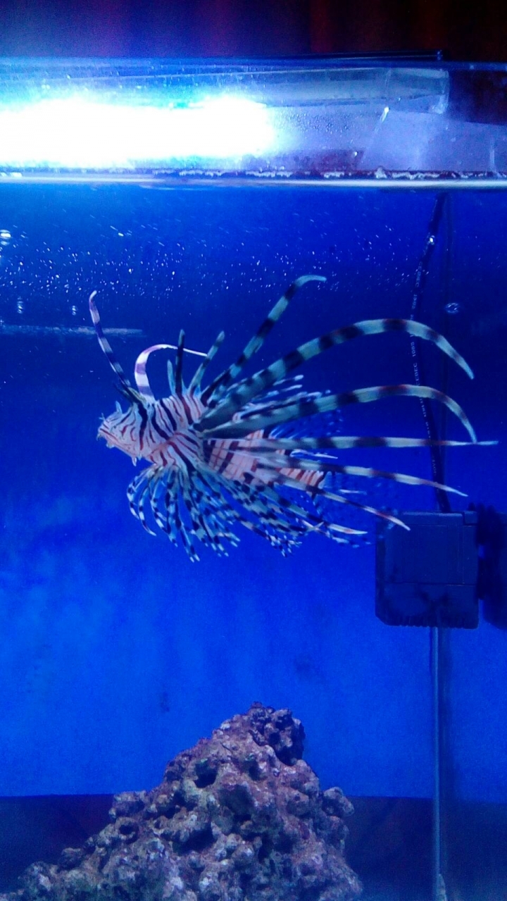 獅子魚簡單飼養  內含馴餌方法