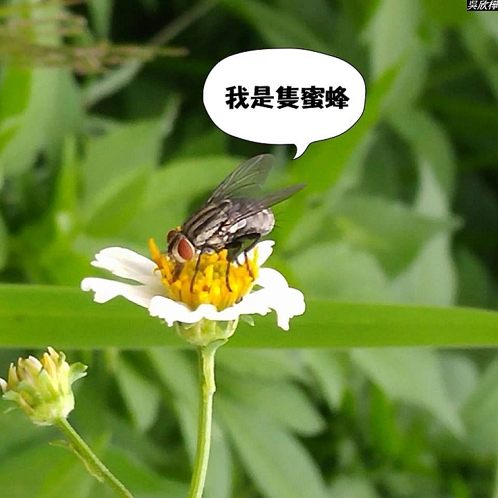 (第74批圖) LG G4 &G5&V10 日夜拍研究團 精選作品2016.9.20