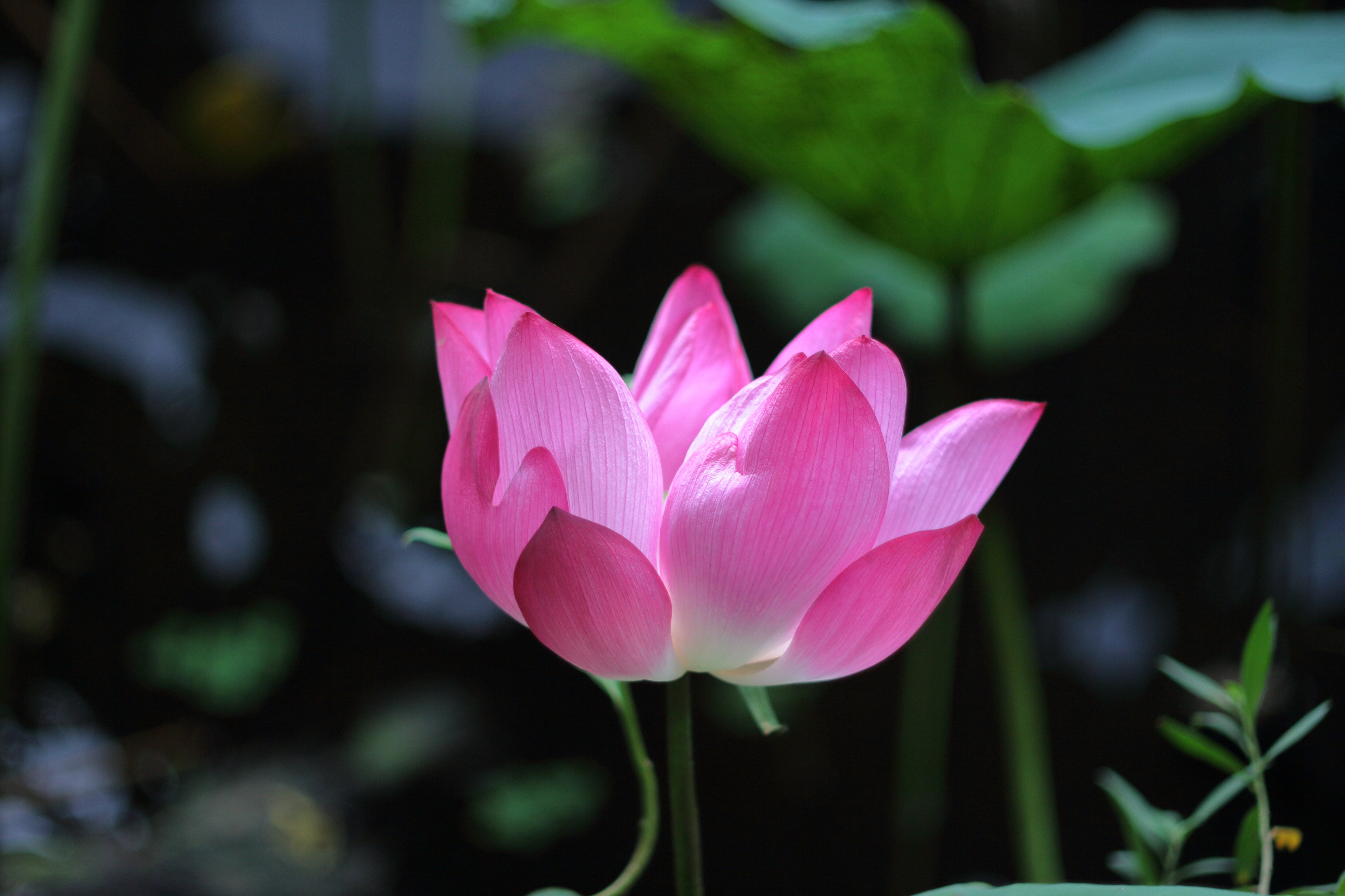 conon eos-m轉接200mm f3.5老鏡
