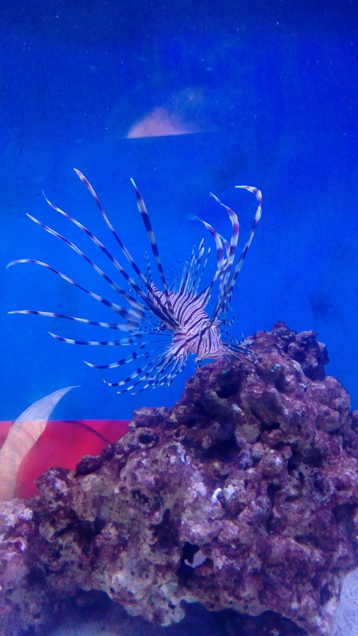 獅子魚簡單飼養  內含馴餌方法