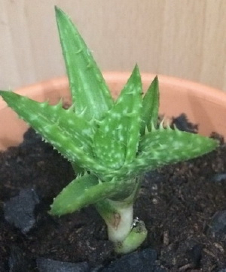 請問多肉名稱?