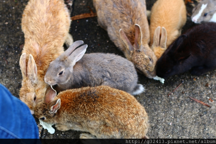 [遊記] 2016 0609 広島縣大久野島 (兔島) 一遊