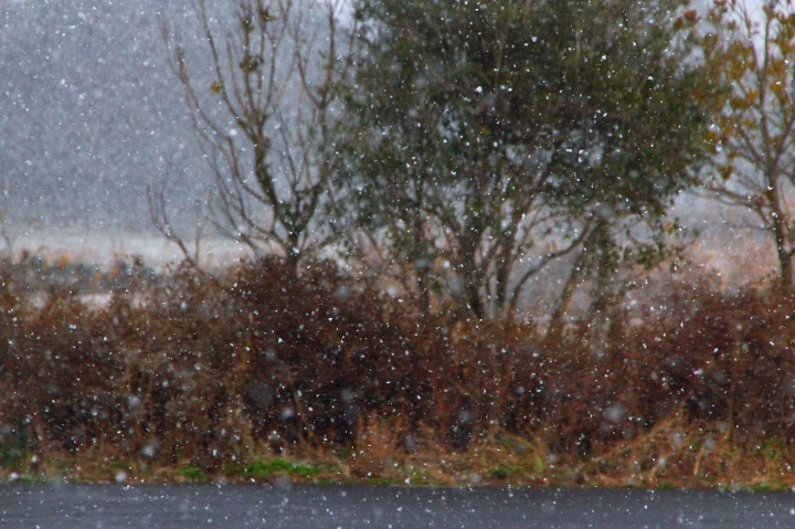 [台南][東區] 淙泉雪花冰~與日本同步的無重力雪花刨冰