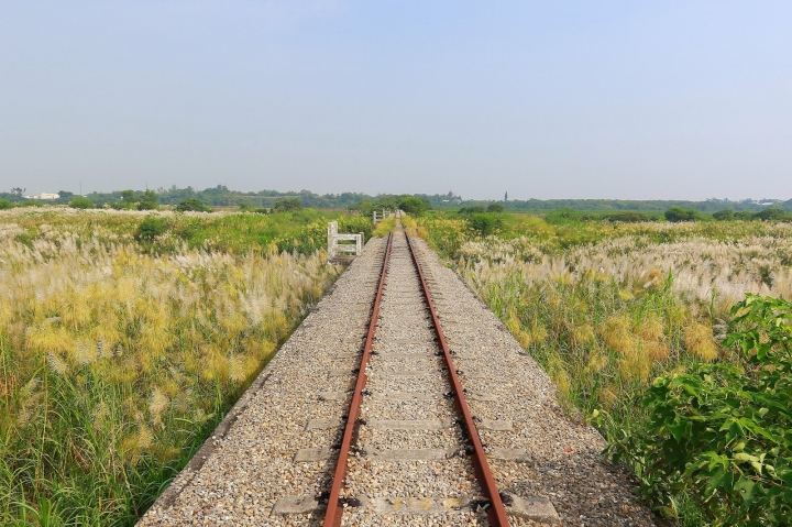 [台南][後壁] 菅芒花秘境~一天變幻3種顏色的菅芒花