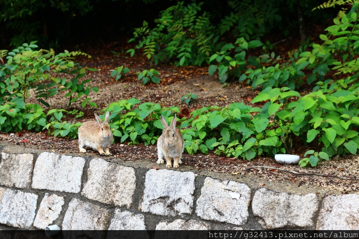 [遊記] 2016 0609 広島縣大久野島 (兔島) 一遊