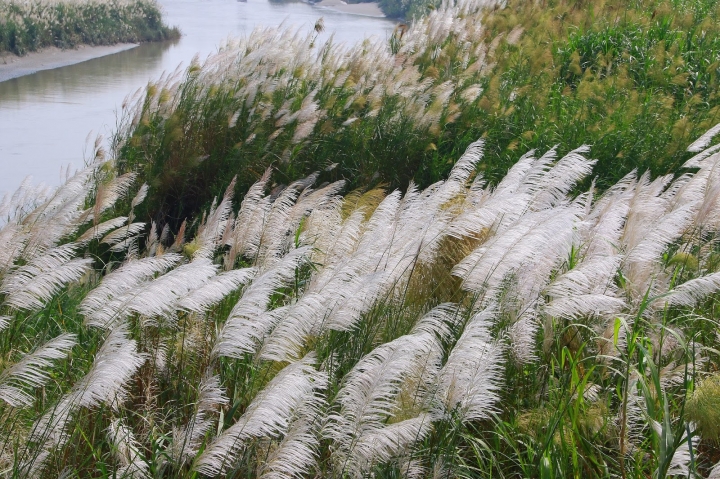 [台南][後壁] 菅芒花秘境~一天變幻3種顏色的菅芒花