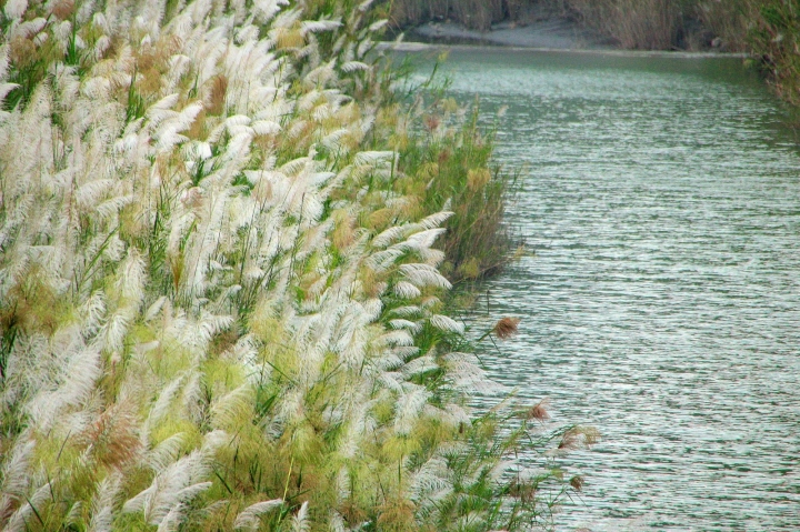[台南][後壁] 菅芒花秘境~一天變幻3種顏色的菅芒花