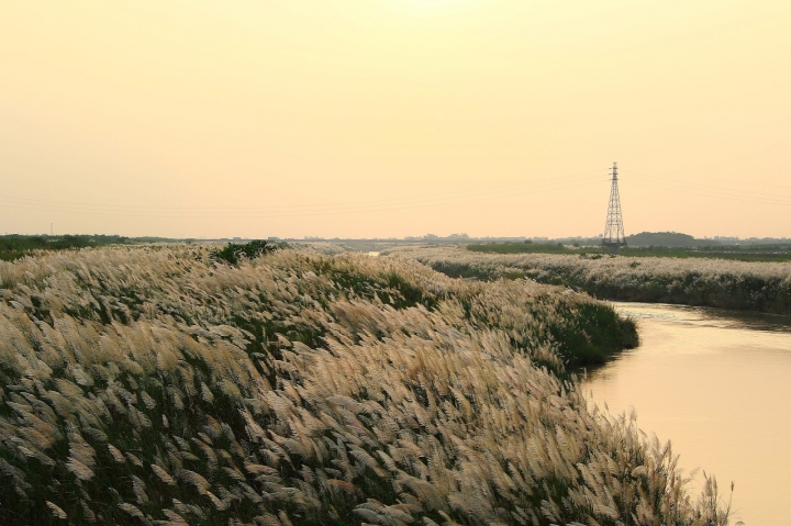 [台南][後壁] 菅芒花秘境~一天變幻3種顏色的菅芒花