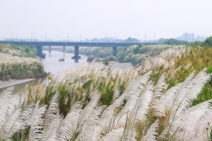 [台南][後壁] 菅芒花秘境~一天變幻3種顏色的菅芒花