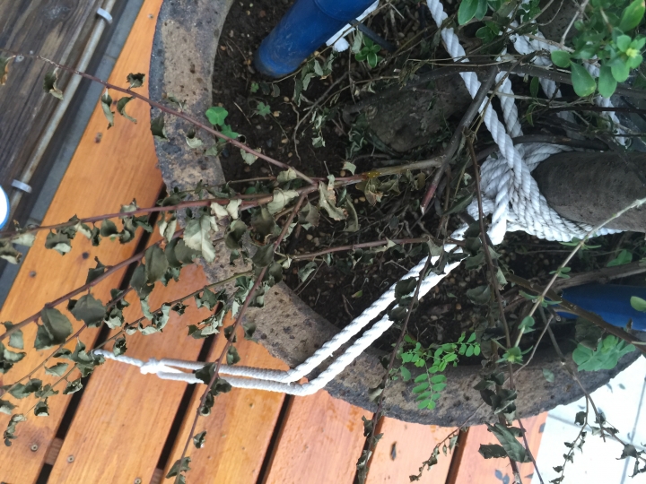 求救! 不知道 各位大大 知道植物名稱嗎 ? 是不是快要掛了 這棵植物 有補救方式嗎 ? 感謝