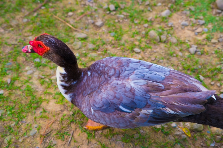pentax k-1 練習生蓋小樓