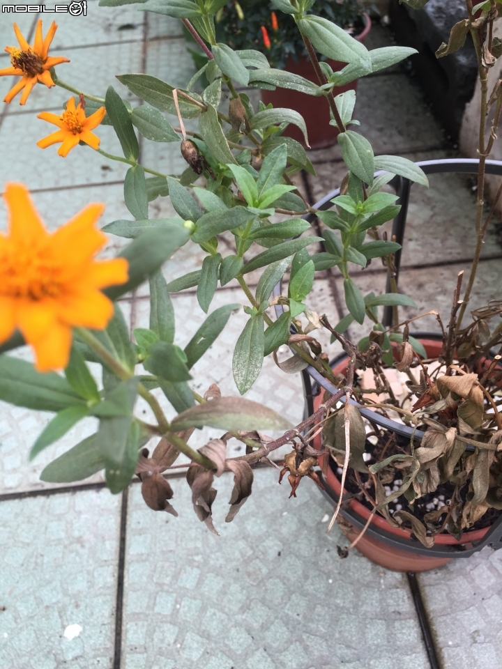 菊花種植問題