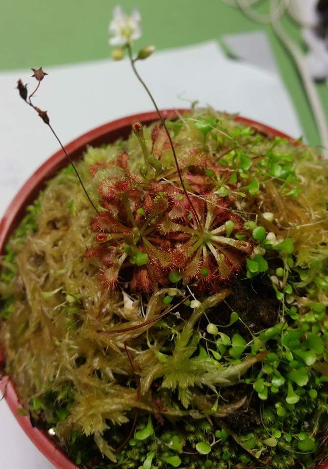食蟲植物