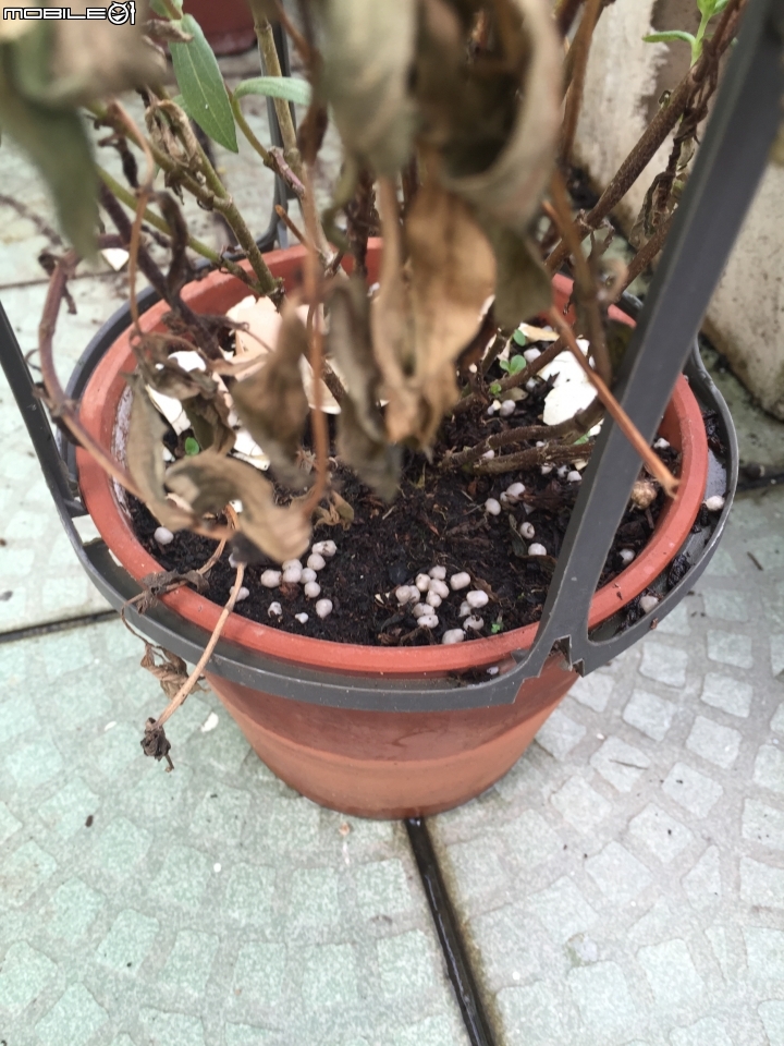 菊花種植問題