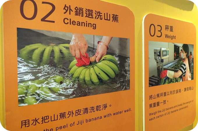 【南投集集遛小孩景點】到集元果觀光工廠，認識山蕉，體驗有特色的採種蕉苗DIY！