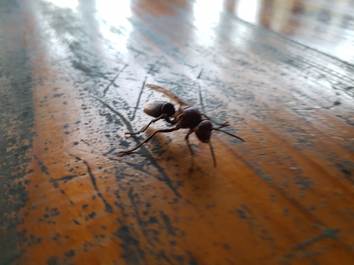 請教：這是褐長腳蜂嗎？ (附圖)