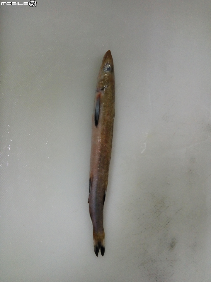 請問這是什麼魚？