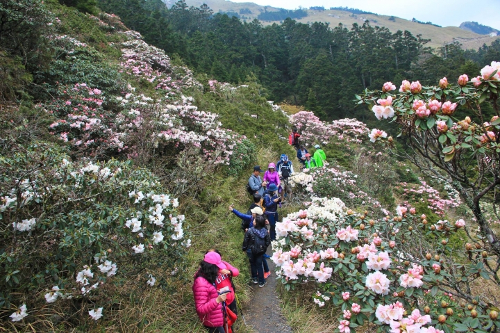 小奇萊山步道花海