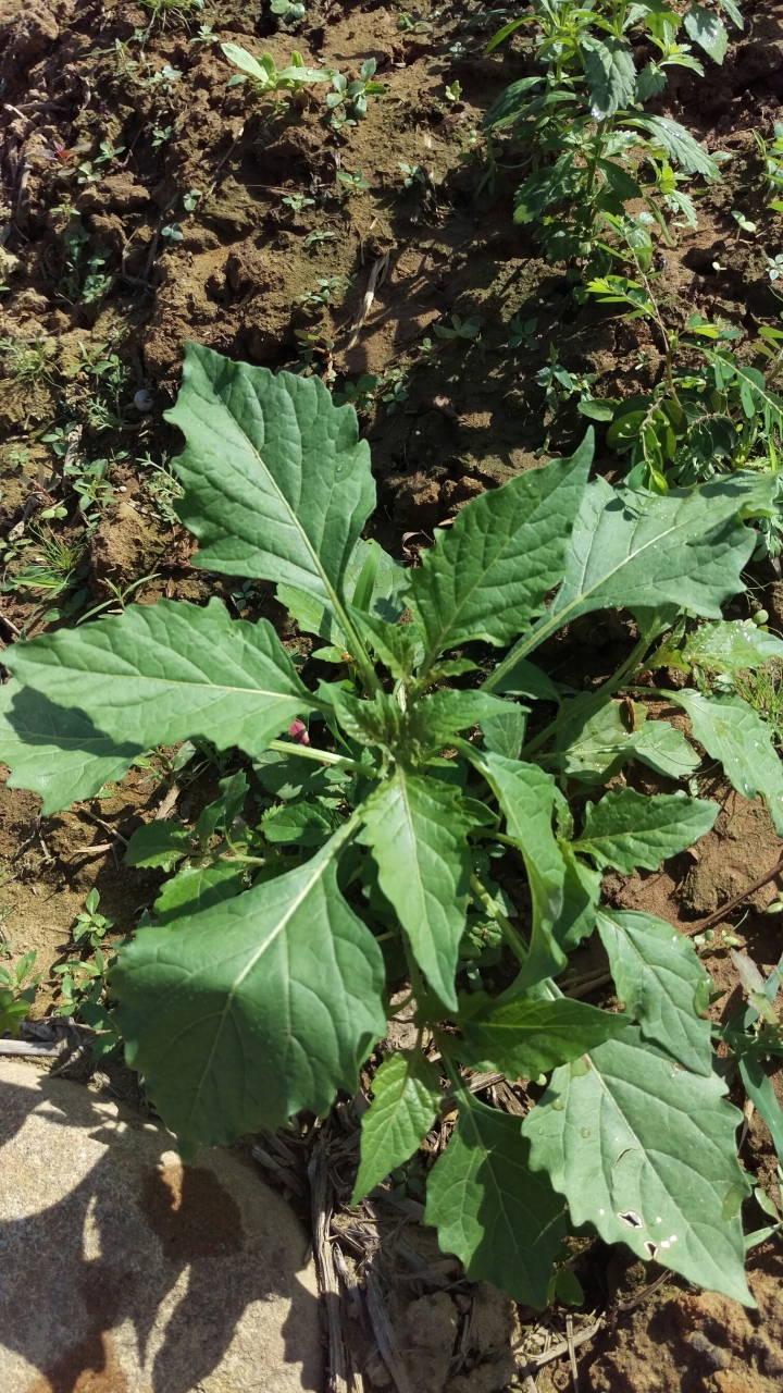 詢問一植物名