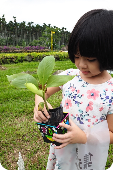 【南投集集遛小孩景點】到集元果觀光工廠，認識山蕉，體驗有特色的採種蕉苗DIY！