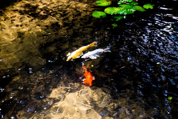pentax k-1 練習生蓋小樓