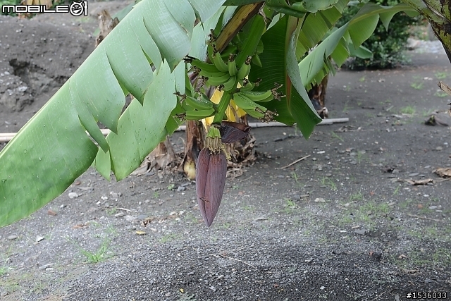 不加油或水，小火乾煎香蕉可以有效止咳。