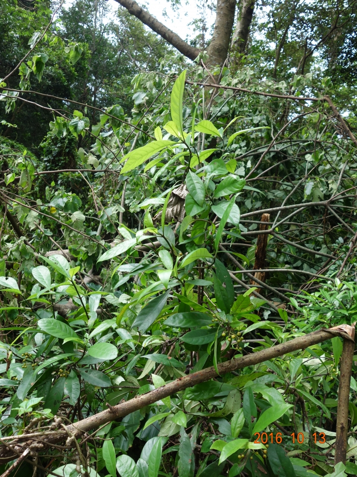 請教植物名稱