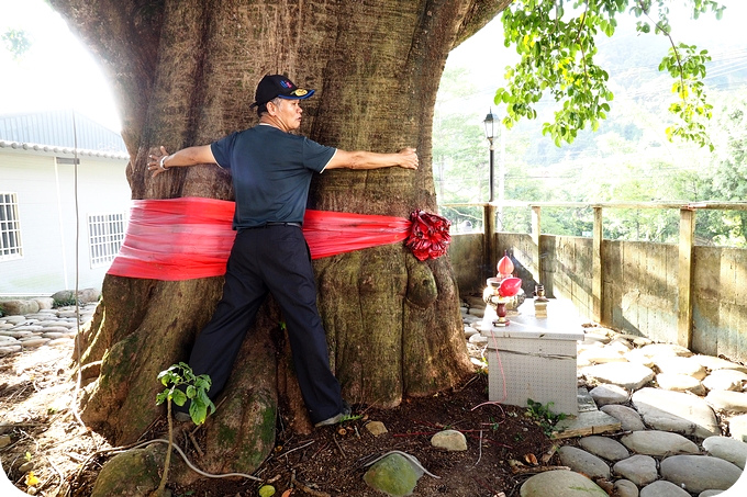 【新竹芎林】2016新竹縣自行車節！！鹿寮坑騎鐵馬，看茄苳老樹+拜石爺石婆+現採香菇