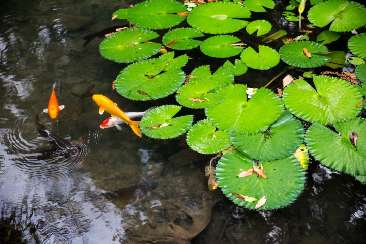pentax k-1 練習生蓋小樓
