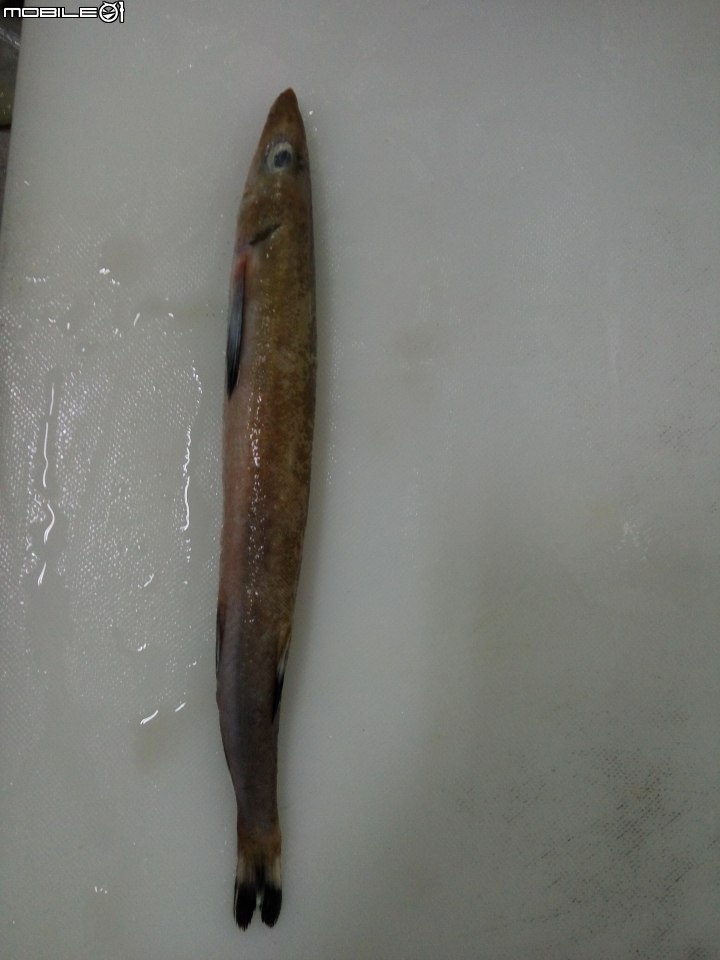 請問這是什麼魚？