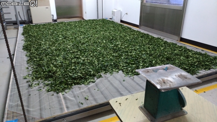 《小惡魔挺勵青踩點活動》心得分享：坪林東成茶莊，用回鄉勇氣烘焙出好茶