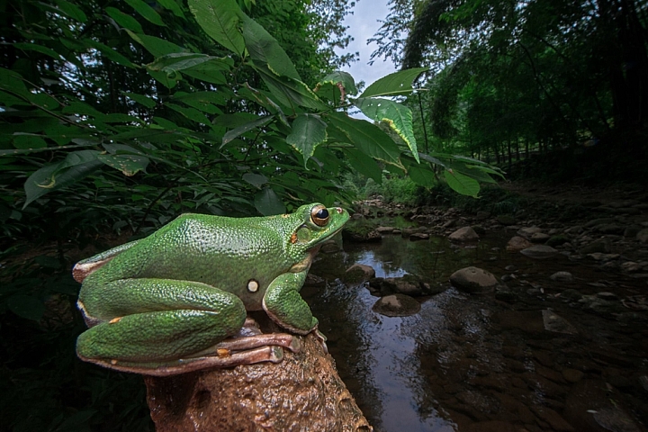 LAOWA老蛙12mm F2.8 Zero-D全畫幅“零畸變*”鏡頭10月20日預售，有人感興趣嗎？
