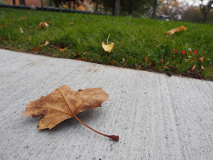 經典美加東：Olympus E-M10 + 12-40mm F2.8 PRO