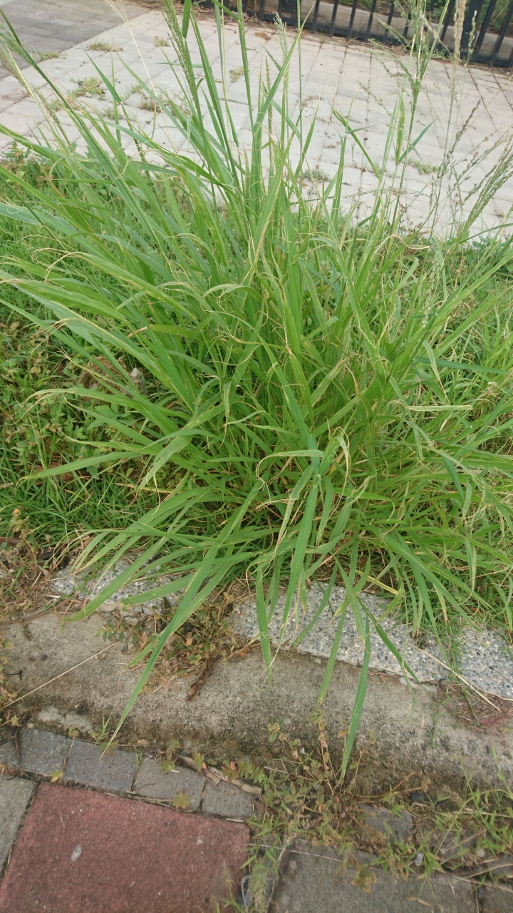 野草的價值-給愛犬愛吃草的飼主經驗分享