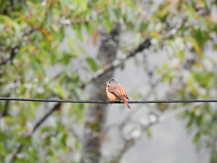 Nikon P900陽光燦爛(以阿里山日出為主題，並請教5種鳥名，謝謝！)