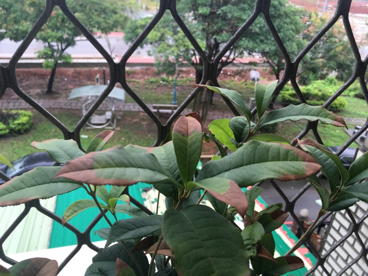 請問這植物是出了什麼問題