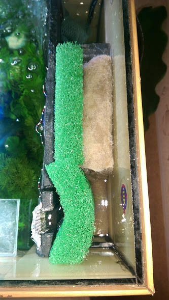 水草問題麻煩解惑