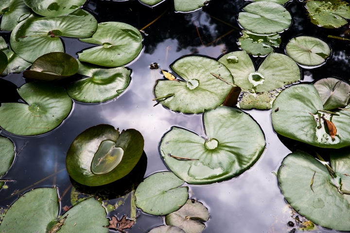 pentax k-1 練習生蓋小樓