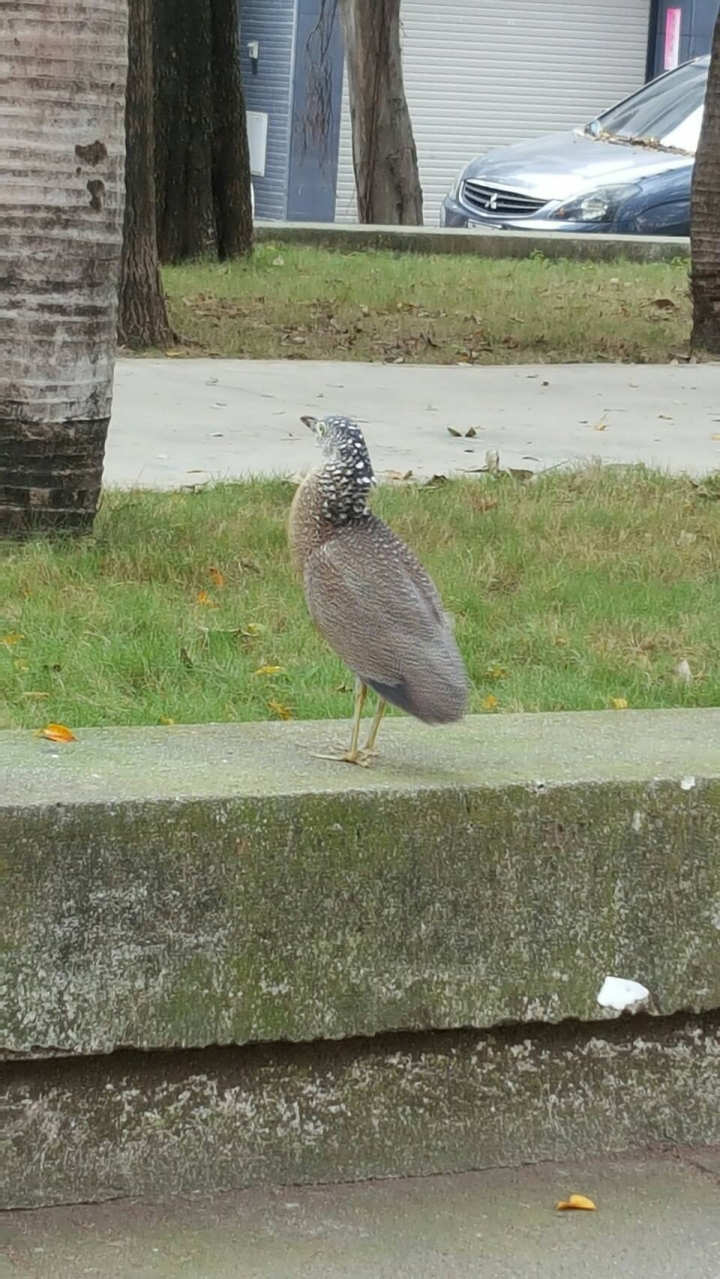 請問這是什麼鳥?