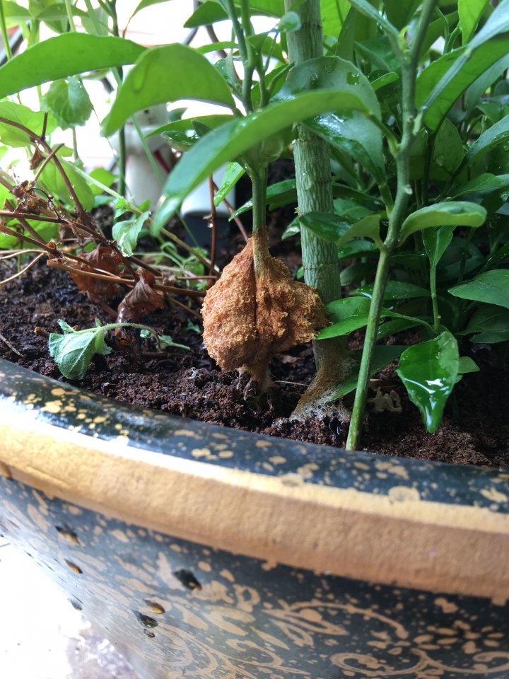 這是什麼菌類還是昆蟲的窩？