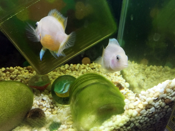 [養魚新手] 魚缸內長像髮絲的綠藻？