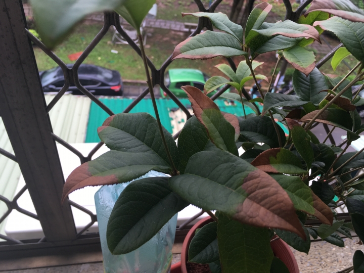 請問這植物是出了什麼問題