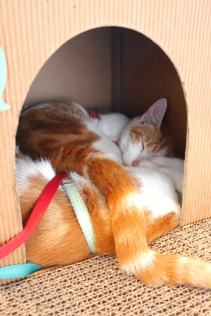 【新竹內灣 | 景點】全台最具浪漫愛情氣息的文青風火車站❤合興車站