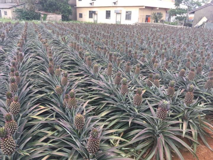 [土鳳梨酥/芋頭酥/蔓越莓鳳梨酥/百香果鳳梨酥/鳳黃酥]南投微光森林鳳梨酥+鳳梨汁食記~ 一人半塊鳳梨酥+餅乾試吃!