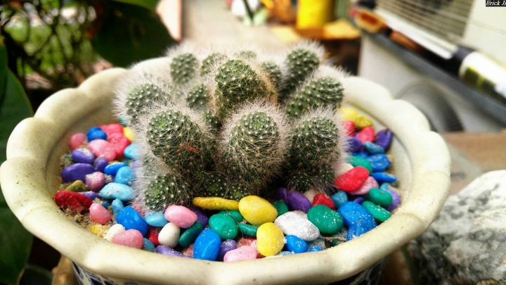 (第81批圖) LG G4 &G5&V10&v20 日夜拍研究團 精選作品2016.11.14