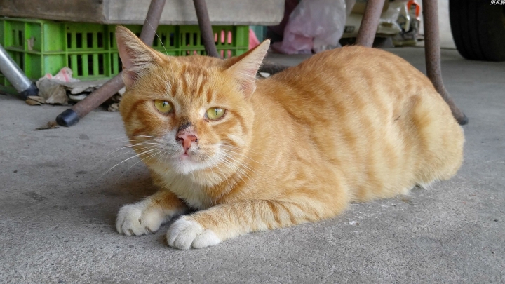 (第81批圖) LG G4 &G5&V10&v20 日夜拍研究團 精選作品2016.11.14