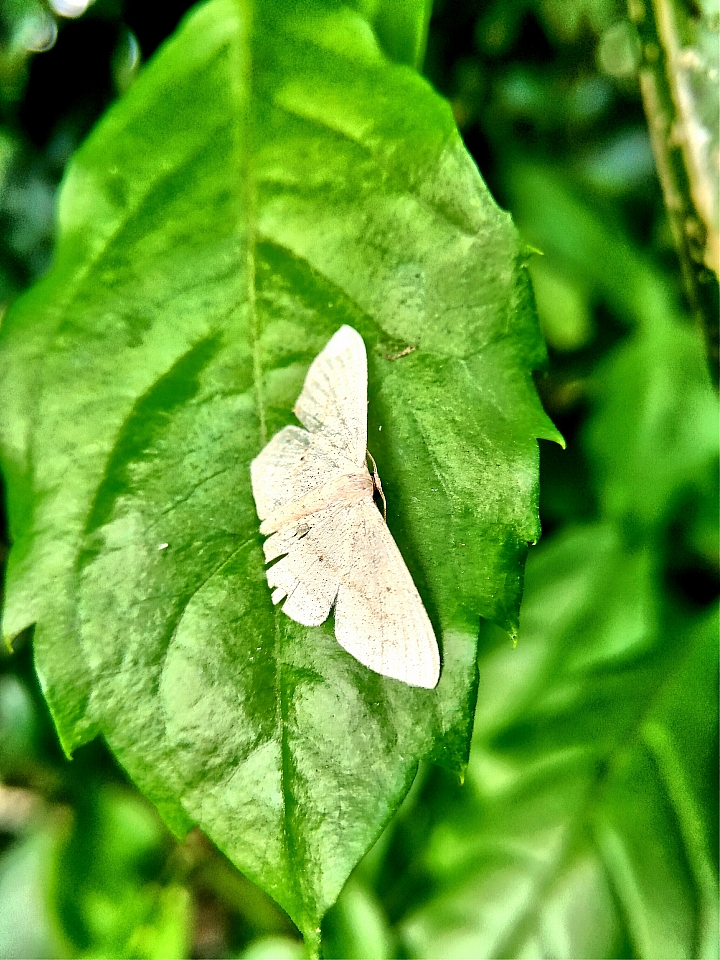 Zenfone3 5.2 之微距世界